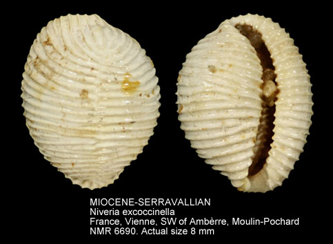 MIOCENE-SERRAVALLIAN Niveria excoccinella.jpg - MIOCENE-SERRAVALLIAN Niveria excoccinella (Sacco,1894)
